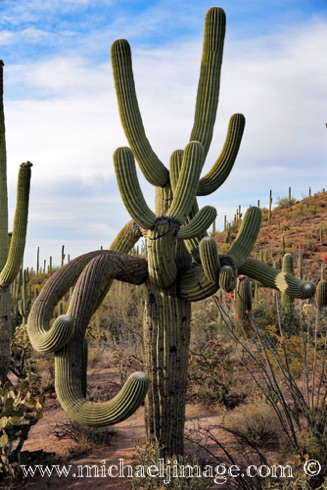 Ancient Spirit Saguaro
Toms Thumb Preserve, Scottsdale, AZ. Ancient Spirit Saguaro
Toms Thumb Preserve, Scottsdale, AZ.